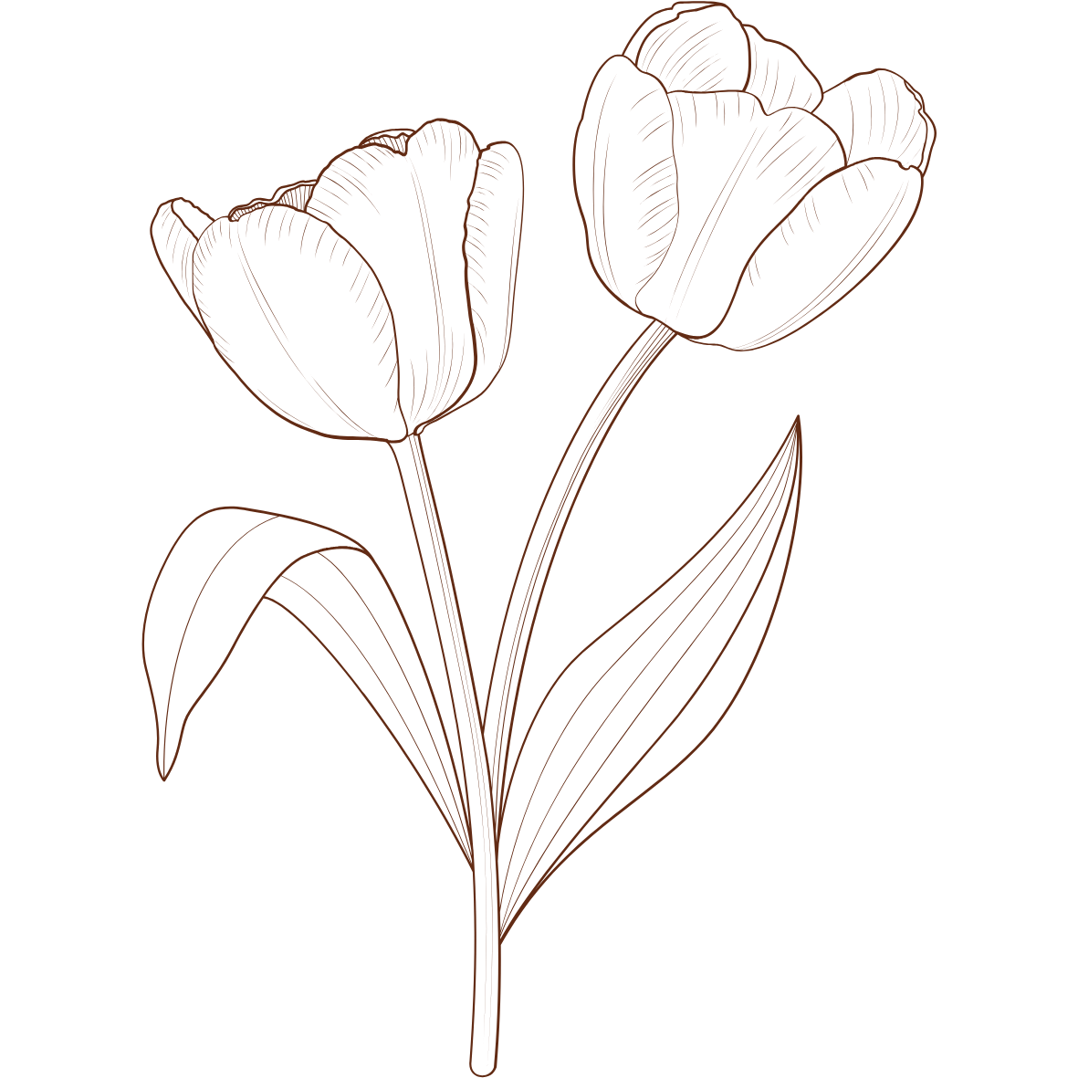 Tulip Decoration